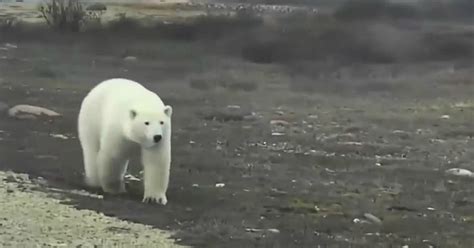 Canadas Live Polar Bear Cam Is Back And Cuter Than Ever