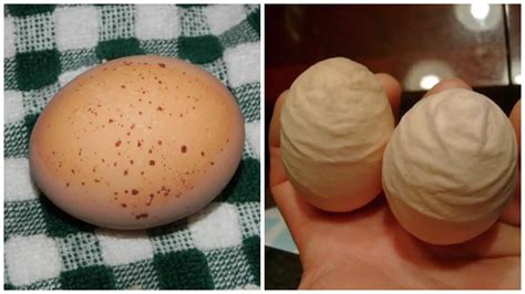 5 Most Common Egg Quality Problems