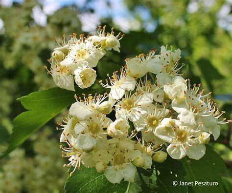 There are a variety of different types of as a species, hawthorn was only native to the northern hemisphere, primarily in temperate. Hawthorn berries: identify, harvest, and make an extract