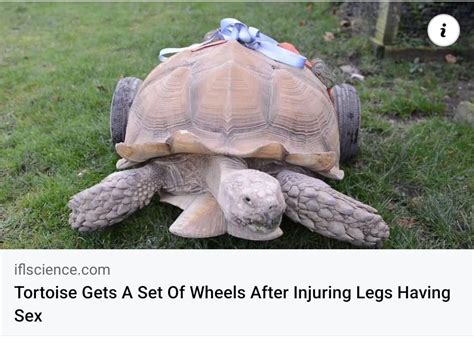 tortoise gets a set of wheels after injuring legs having sex r brandnewsentence