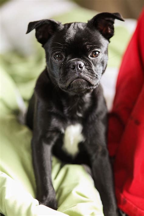 Adorable Black Pug French Bulldog Mix L2sanpiero