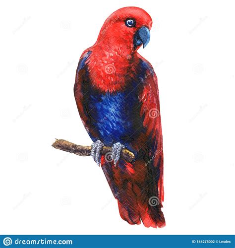 Red Eclectus Parrot On Branch Colorful Exotic Female Bird Isolated