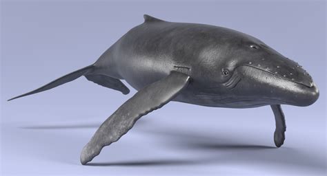 whales 3d model turbosquid 1226678