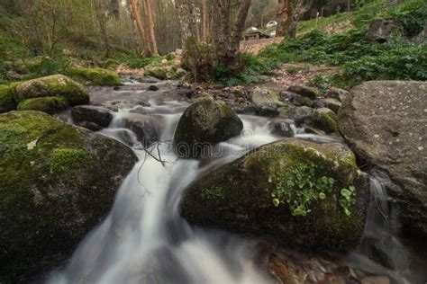 Healthy Forest River Stock Image Image Of Flow Harmony 105965651