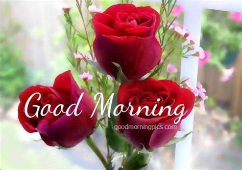 Beautiful Red Rose With Good Morning Quote