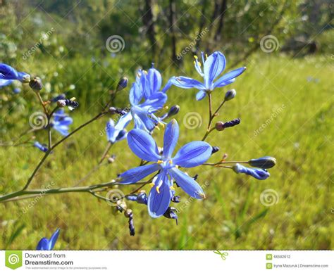 Beautiful Blue Flower On A Meadow In The Woods Stock Photo