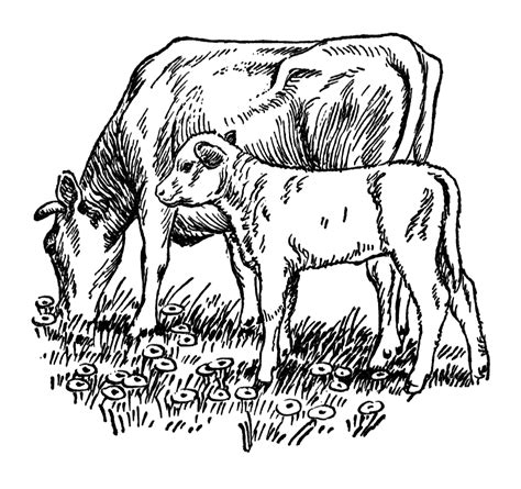 Details More Than 82 Cow With Calf Drawing Vn