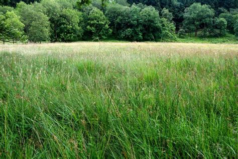 Overgrown Grass Field And Woodland In Scotland Stock Photo Image Of