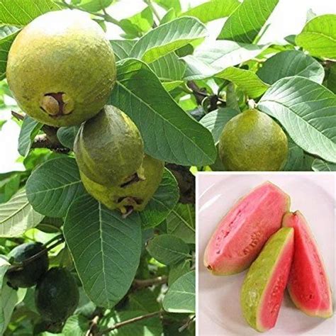 Taiwan Pink Guava Plant At Rs 80piece Fruit Plant In Sabarkantha
