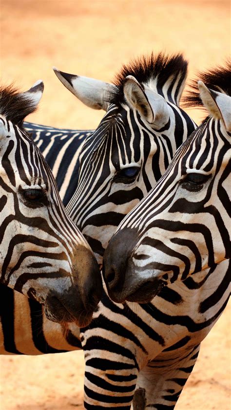 Wallpaper Zebra Couple Cute Animals Animals 4880