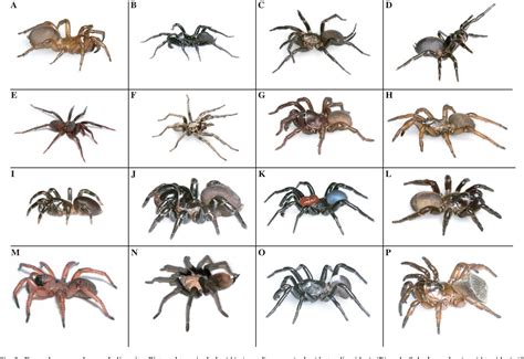 Figure 2 From Molecular Phylogenetics Of The Spider Infraorder