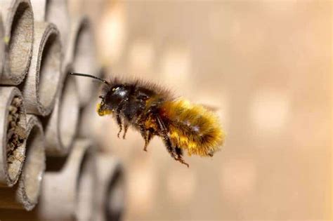 Mason Bees Everything You Should Know New Life On A Homestead