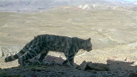 Científicos Encuentran Una Nueva Especie De Gato En Los Cardones La