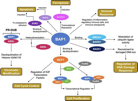 Bap1 Not Just A Brca1 Associated Protein Cancer Treatment Reviews