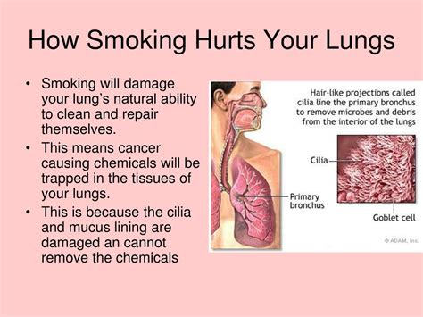 ppt smoking and your lungs powerpoint presentation free download id 1474062