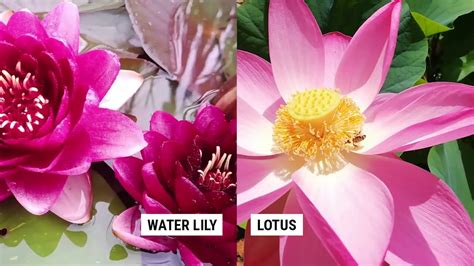 Water Lily Vs Lotus Youtube