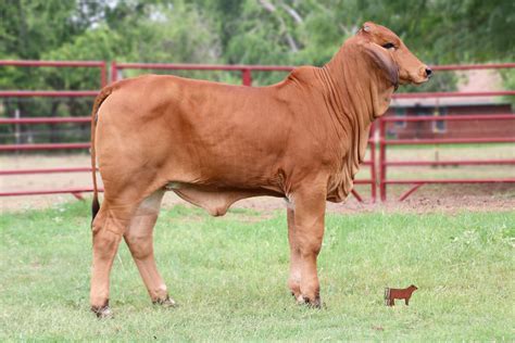 Lot 8 - Miss Double A 347/1 | Cattle In Motion | Cattle Auctions | Live Broadcasts | Online Only ...