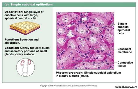 Epithelium Definition Characteristics Cell Structures