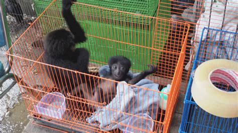 Baby Primates Are Being Sold In Market As Pets Food And Traditional