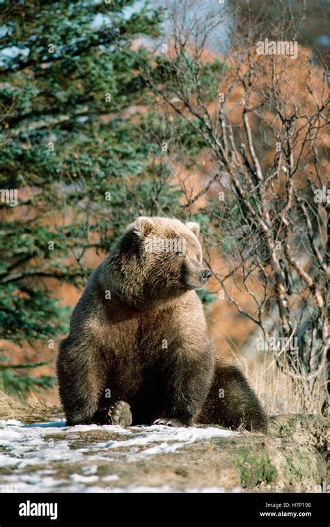 Grizzly Bear Ursus Arctos Horribilis Sunning Alaska Stock Photo Alamy