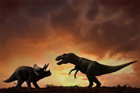 Triceratops Vs Tyrannosaurus Differences And Comparison Differencess