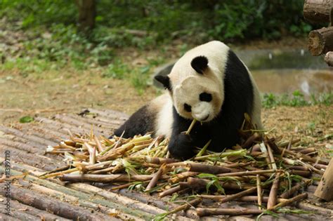 The Giant Panda Eating Their Food Stock Photo Adobe Stock