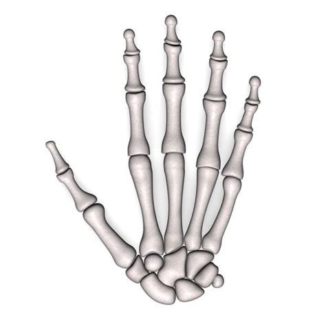 3d Hand Bones Model
