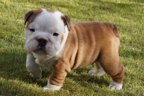 Old English Bulldog Puppies Under 500 For Sale United States Pets 2