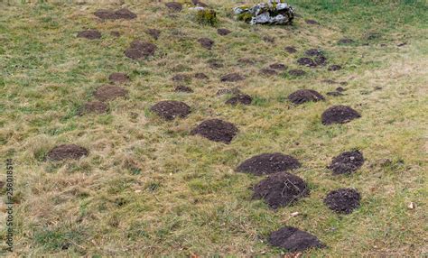 Moles Construct Networks Of Tunnels In The Soil Surface Stock Photo