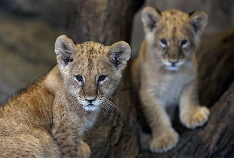 Big Cats Istanbuls Aslan Park Welcomes 2 Lion Cubs Daily Sabah