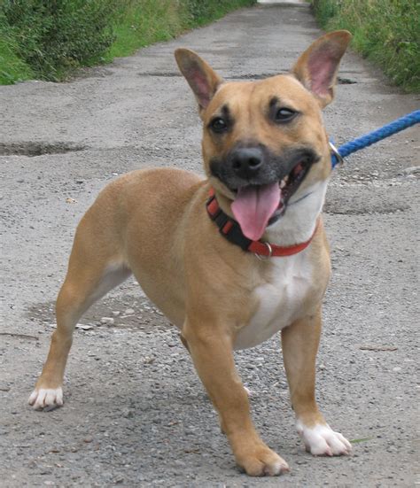 I'm ruff russell, big dog! Kali - 1 year old female Jack Russell Terrier cross ...