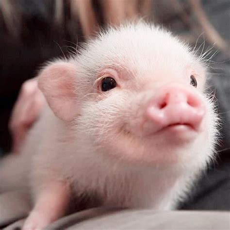 List Of Cute Baby Piggy References Quicklyzz