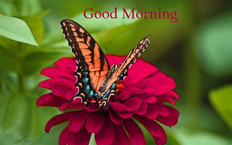 Checkout the best collection of good morning whatsapp images with flowers 2021. 157+ Good Morning Flowers Images Photos Pics HD Download Here