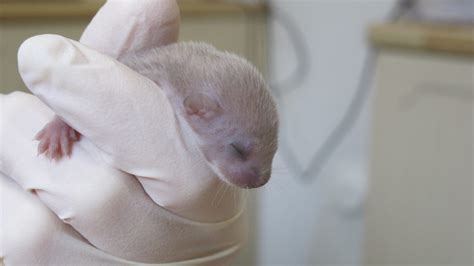 Tiny Baby Weasel Rescued By Carers From Secret World Wildlife Rescue Centre