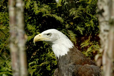 American Bald Eagle Free Stock Photo Public Domain Pictures