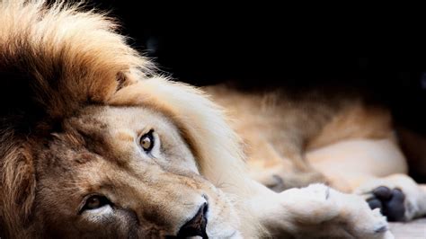 Lion Is Lying Down On Floor Hd Lion Wallpapers Hd Wallpapers Id 69226