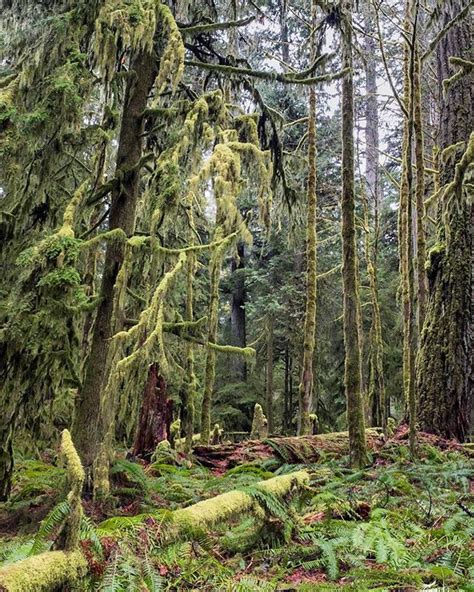 British Columbias Old Growth Forests 🙌🏻😍 Panoramic Views Panoramic