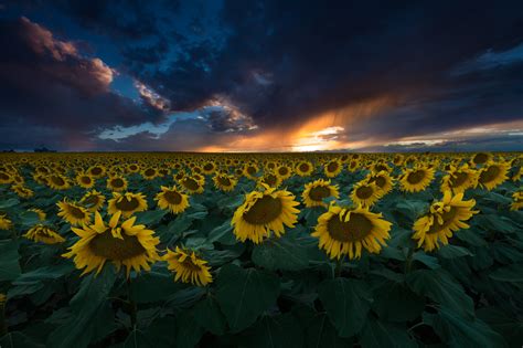Dark Clouds Over Sunflower Field