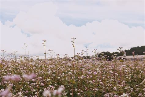 Field Of White Flowers · Free Stock Photo