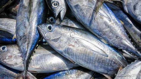 5 Tips Memilih Ikan Tuna Yang Segar Berkualitas Dan Lezat