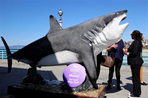 Great White Shark Aquarium