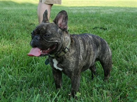 Brindle French Bulldog The Dog With Tiger Stripes