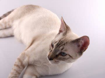 We show and tell you all about the lynx point siamese cat, with a revealing. Lynx Point Siamese Cats