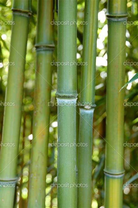 Bambou Zen Image Libre De Droit Par Carlosphotos 12847378