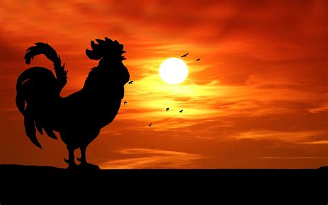 Rooster Silhouette Crowing Sunrise Free Stock Photo Public Domain