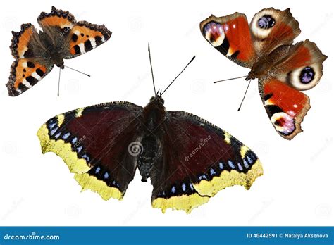 Butterflies Isolated On White Background Set Butterfly Stock Image