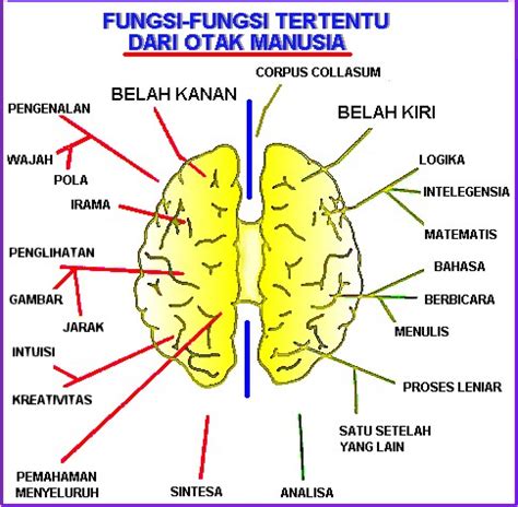Struktur Otak Manusia PSYCHOLOGYMANIA
