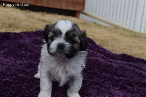 Welcome to tomorrow shih tzu, located in colorful colorado. Shih Tzu puppy dog for sale in Longmont, Colorado