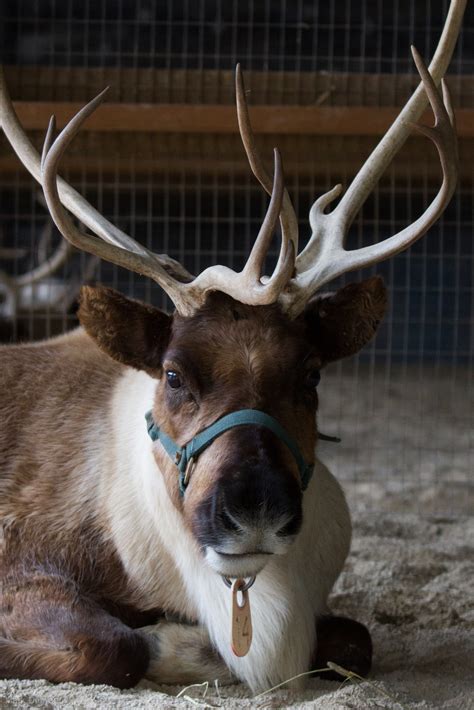 Can Reindeer Actually Fly Find Out From Our Wild Encounters Team