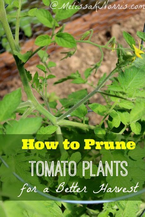 How To Prune Your Tomato Plants For A Better Harvest The